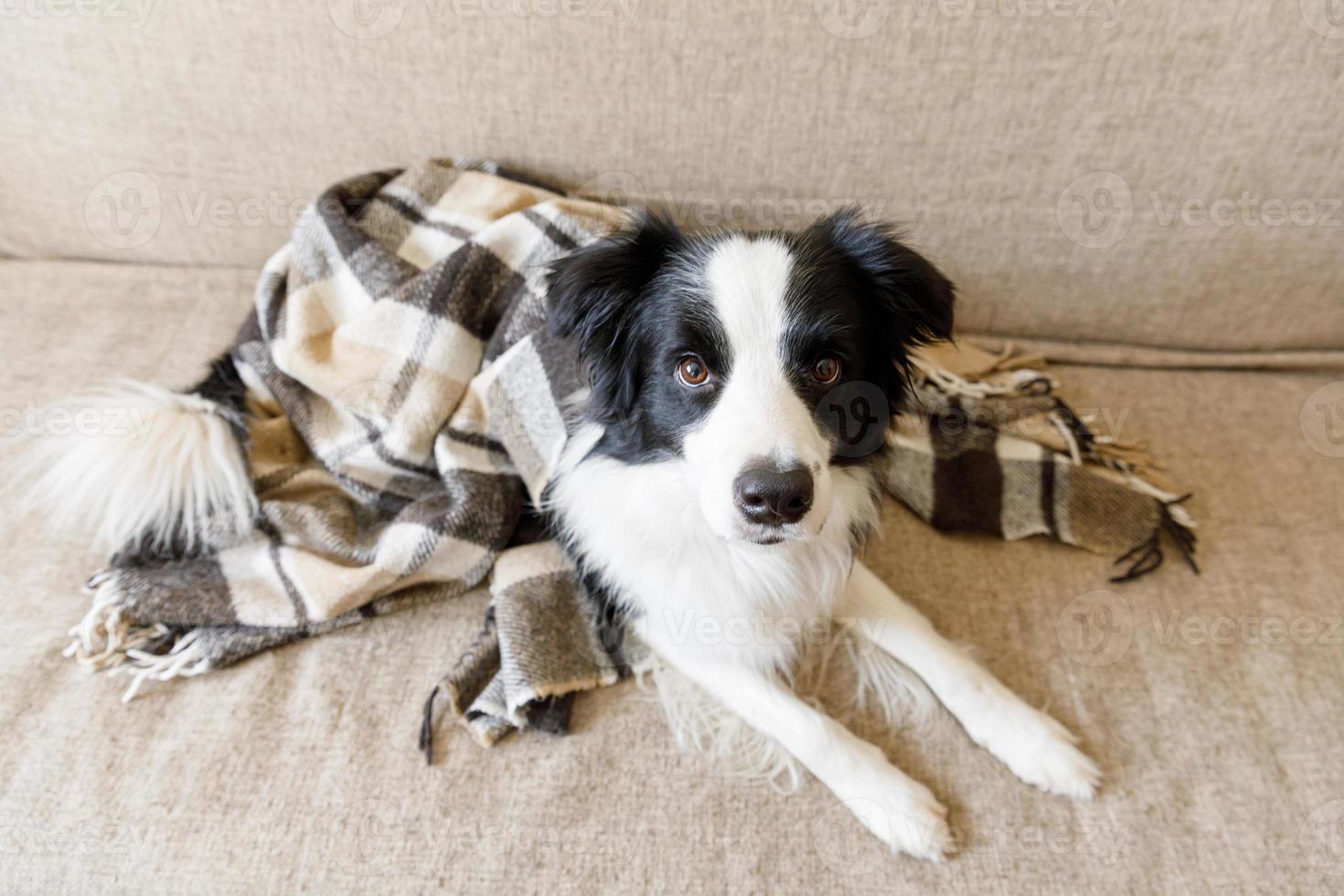 Gracioso cachorro border collie acostado en el sofá bajo el plaid en el interior. pequeño perro mascota en casa manteniéndose caliente escondido bajo una manta en el frío clima de otoño invierno. concepto de vida animal de compañía. foto