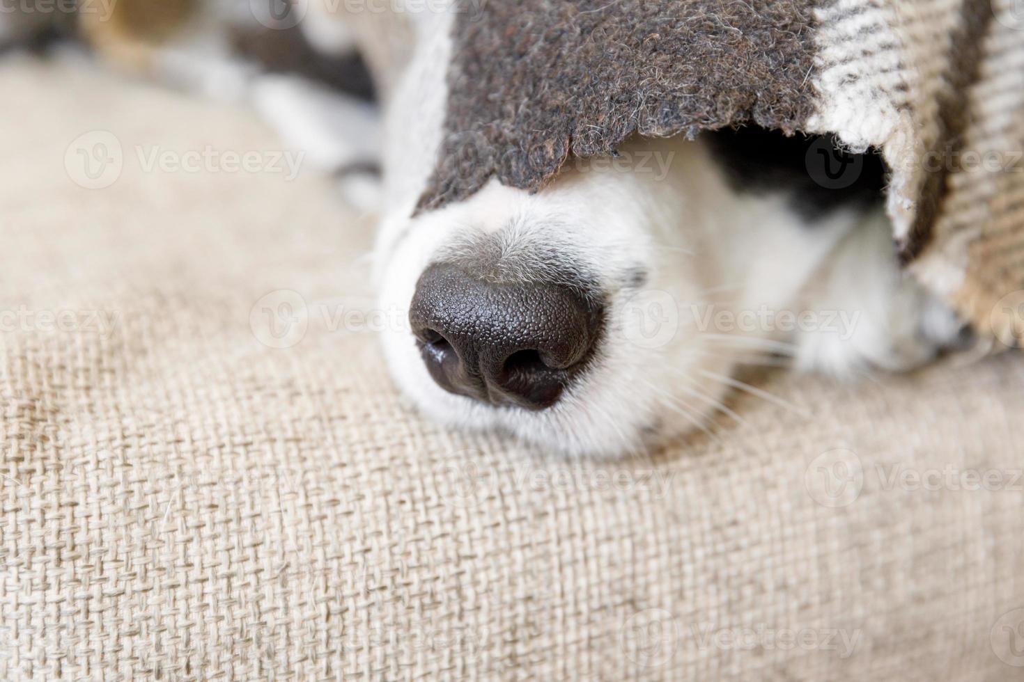 Funny portrait puppy dog border collie lying on couch under plaid indoors. Dog nose sticks out from under plaid close up. Pet keeps warm under blanket in cold winter weather. Pet care animal life. photo