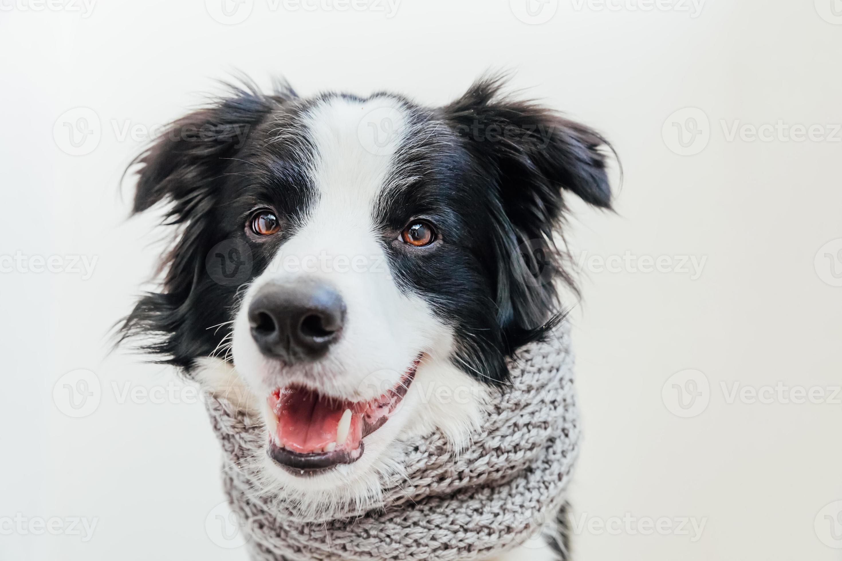 Premium Photo  Funny cute puppy dog border collie wearing warm