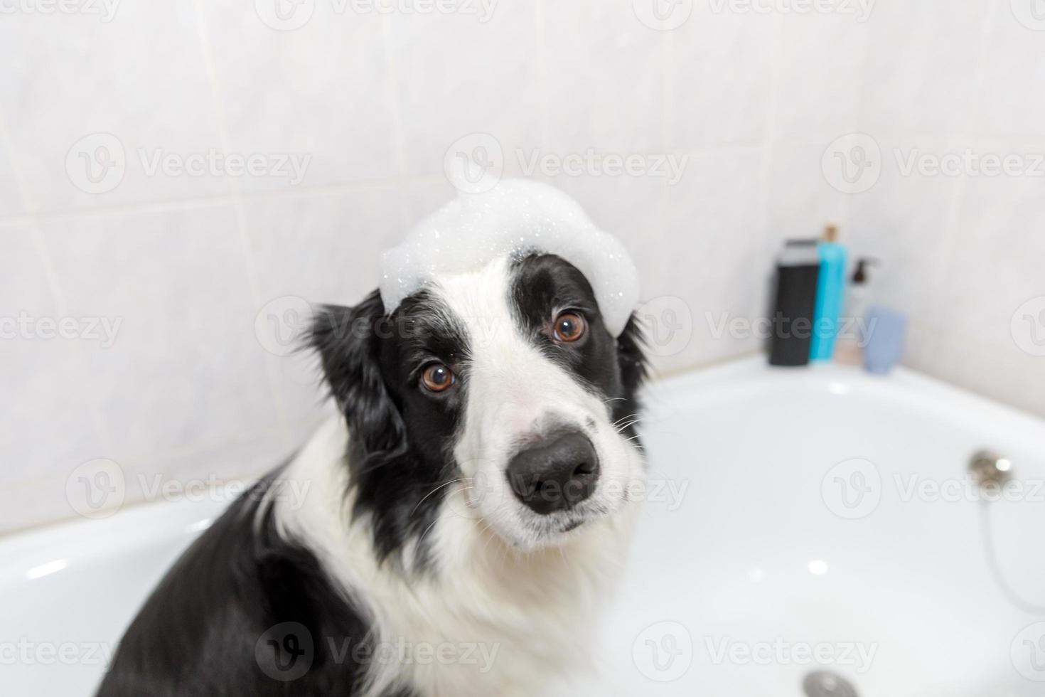 Funny indoor portrait of puppy dog border collie sitting in bath gets bubble bath showering with shampoo. Cute little dog wet in bathtub in grooming salon. Clean dog with funny foam soap on head. photo