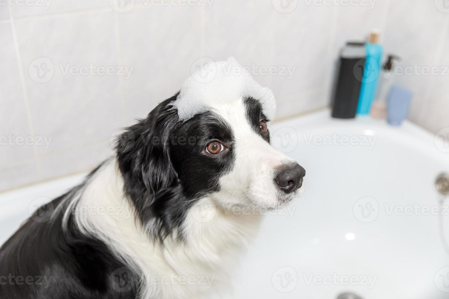 Funny indoor portrait of puppy dog border collie sitting in bath gets bubble bath showering with shampoo. Cute little dog wet in bathtub in grooming salon. Clean dog with funny foam soap on head. photo