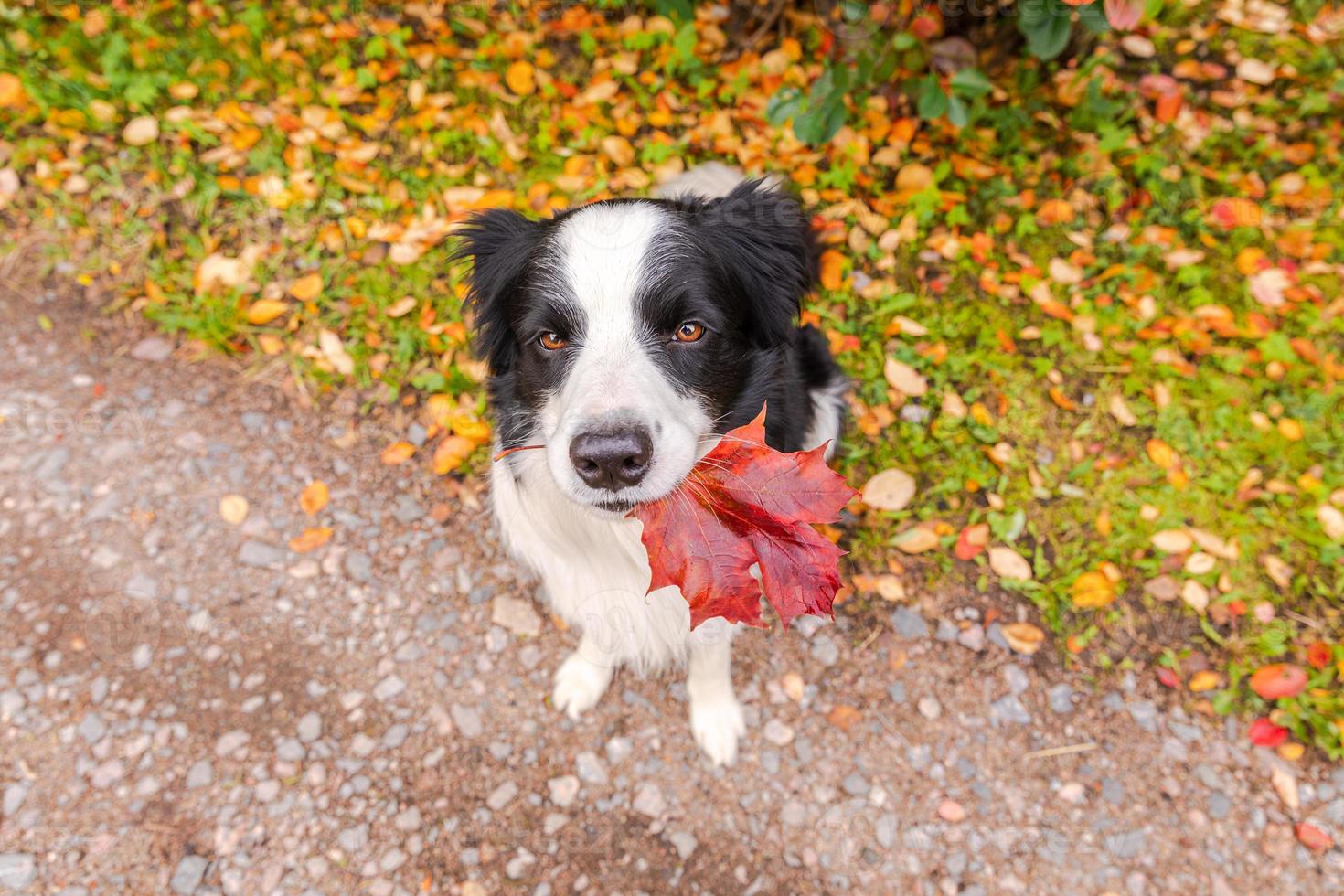 Funny puppy dog border collie with orange maple fall leaf in mouth sitting on park background outdoor. Dog sniffing autumn leaves on walk. Hello Autumn cold weather concept. photo