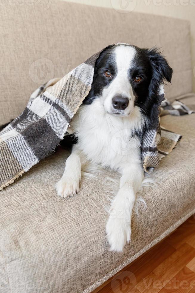 Funny puppy dog border collie lying on couch under plaid indoors. Little pet dog at home keeping warm hiding under blanket in cold fall autumn winter weather. Pet animal life concept. photo