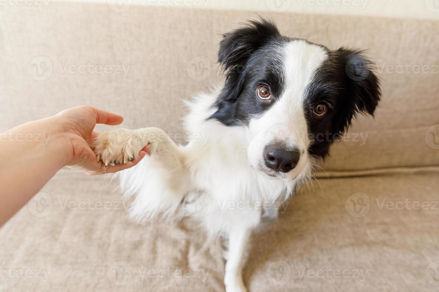 Funny portrait of cute puppy dog border collie on couch giving paw. Dog paw and human hand doing handshake. Owner training trick with dog friend at home indoors. friendship love support team concept. photo