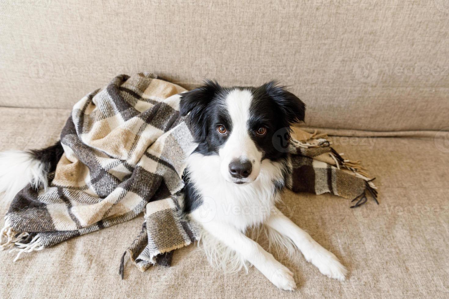 Gracioso cachorro border collie acostado en el sofá bajo el plaid en el interior. pequeño perro mascota en casa manteniéndose caliente escondido bajo una manta en el frío clima de otoño invierno. concepto de vida animal de compañía. foto