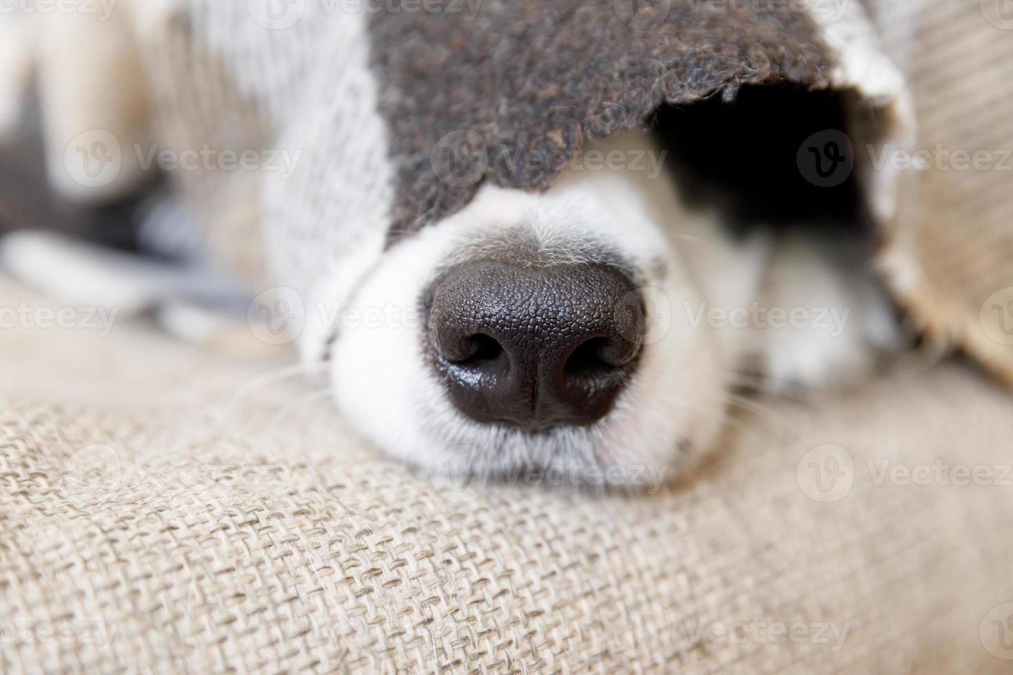 Funny portrait puppy dog border collie lying on couch under plaid indoors. Dog nose sticks out from under plaid close up. Pet keeps warm under blanket in cold winter weather. Pet care animal life. photo
