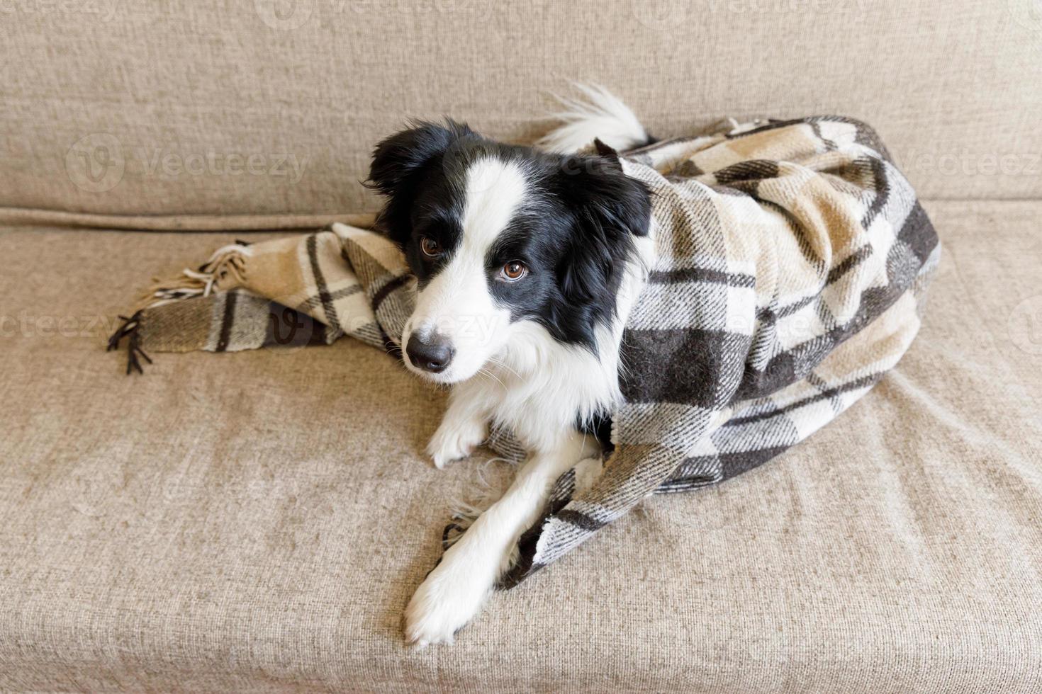 Funny puppy dog border collie lying on couch under plaid indoors. Little pet dog at home keeping warm hiding under blanket in cold fall autumn winter weather. Pet animal life concept. photo
