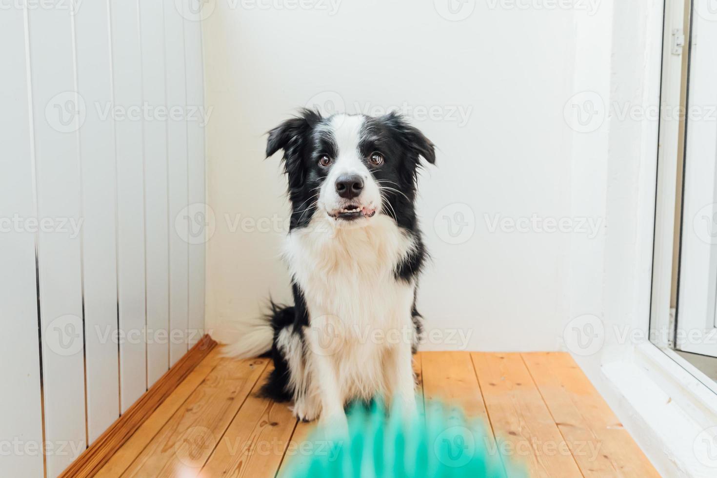 Funny portrait of cute smiling puppy dog border collie holding toy ball in mouth. New lovely member of family little dog at home playing with owner. Pet activity and games at home concept. photo