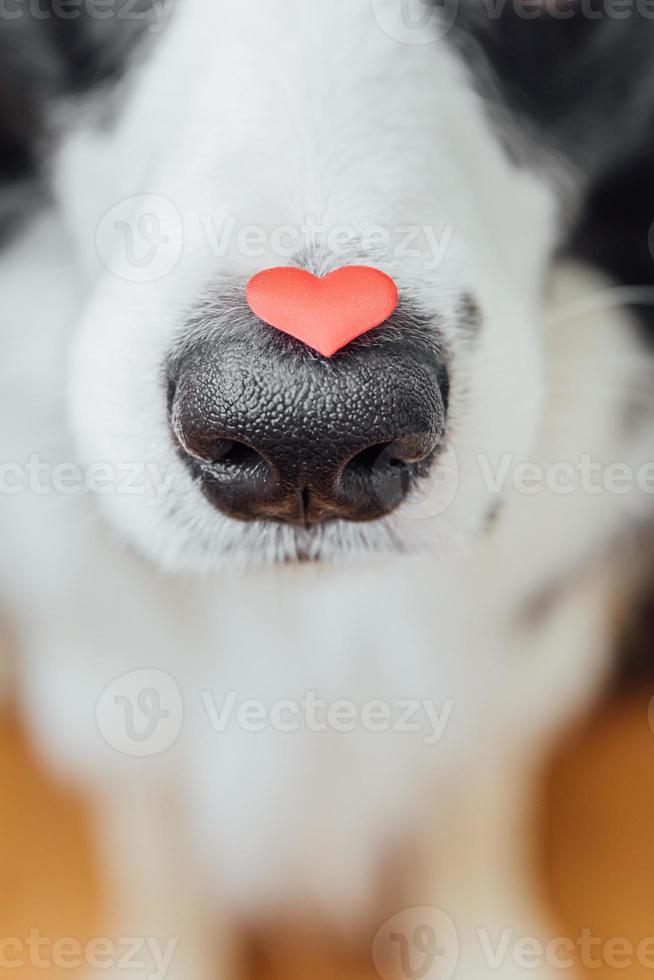 St. Valentine's Day concept. Funny portrait cute puppy dog border collie holding red heart on nose. Lovely dog in love on valentines day gives gift. photo