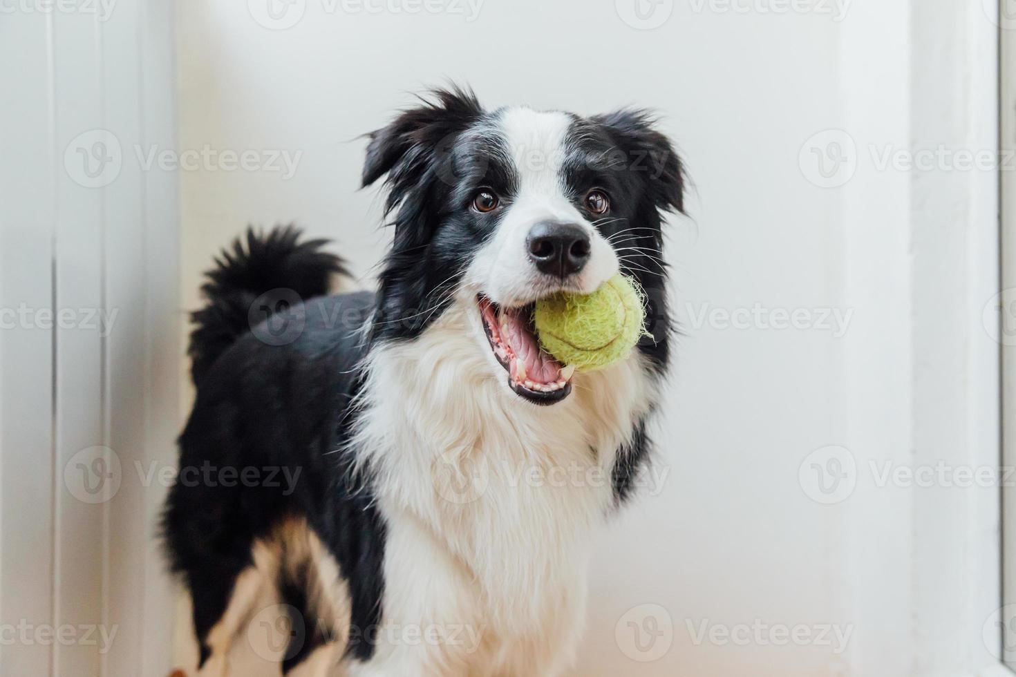 retrato divertido de un lindo cachorro sonriente border collie sosteniendo una pelota de juguete en la boca. nuevo miembro encantador de la familia perrito en casa jugando con el dueño. cuidado de mascotas y concepto de animales. foto