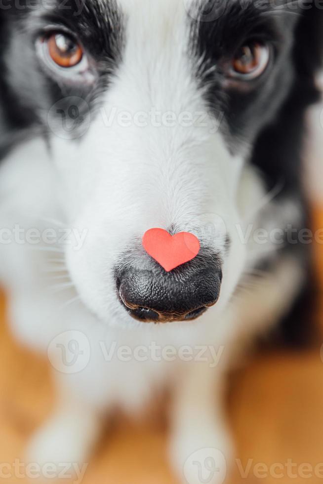 St. Valentine's Day concept. Funny portrait cute puppy dog border collie holding red heart on nose. Lovely dog in love on valentines day gives gift. photo