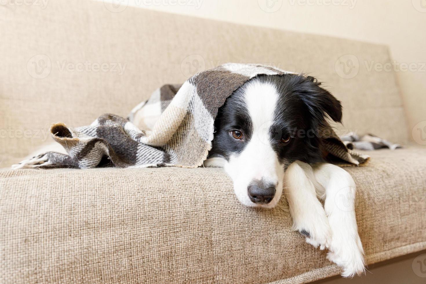 Funny puppy dog border collie lying on couch under plaid indoors. Little pet dog at home keeping warm hiding under blanket in cold fall autumn winter weather. Pet animal life concept. photo