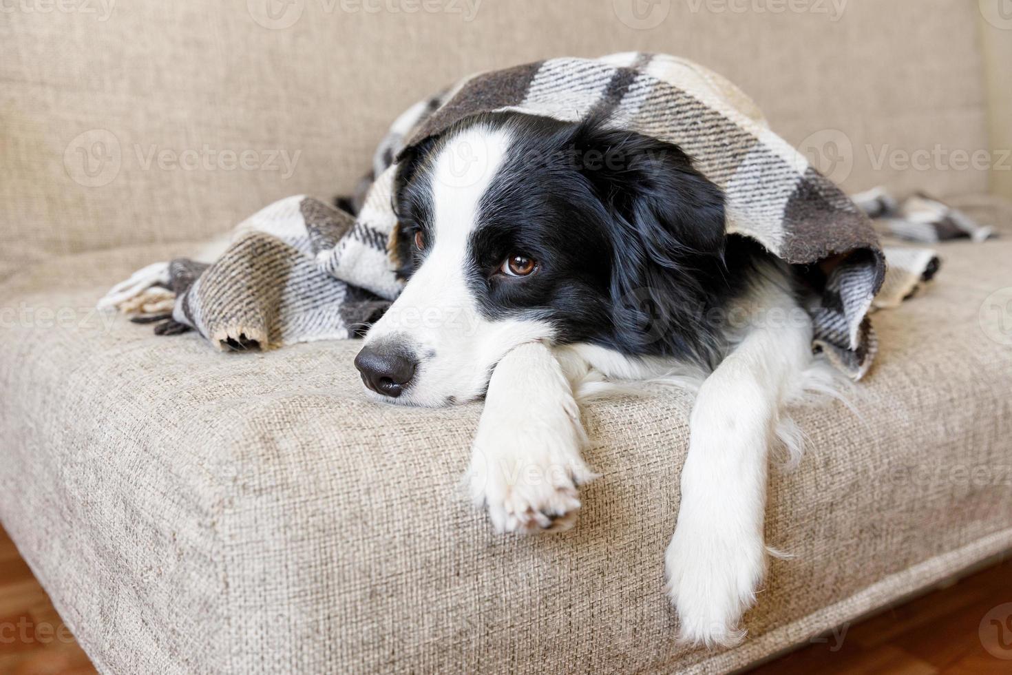 Funny puppy dog border collie lying on couch under plaid indoors. Little pet dog at home keeping warm hiding under blanket in cold fall autumn winter weather. Pet animal life concept. photo