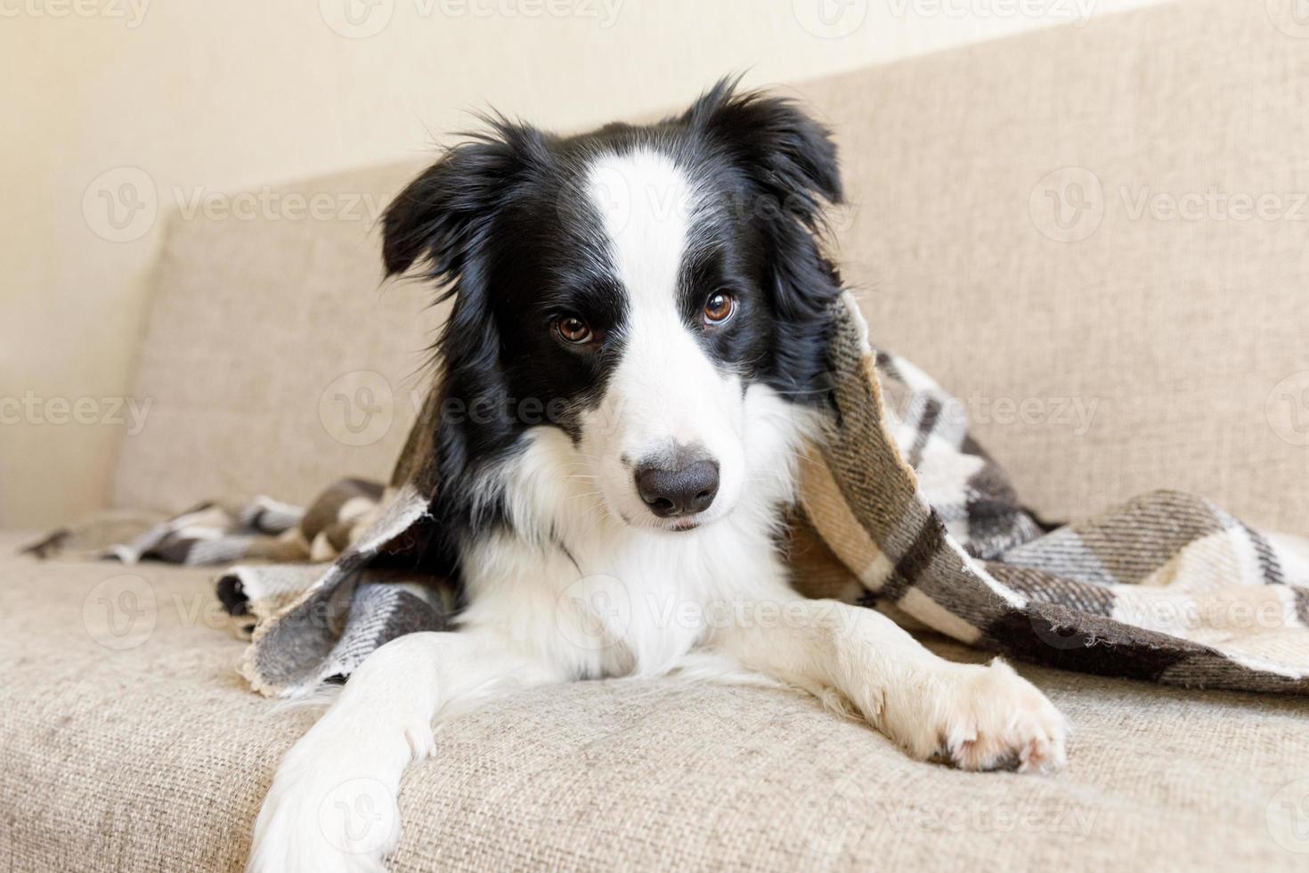 Funny puppy dog border collie lying on couch under plaid indoors. Little pet dog at home keeping warm hiding under blanket in cold fall autumn winter weather. Pet animal life concept. photo