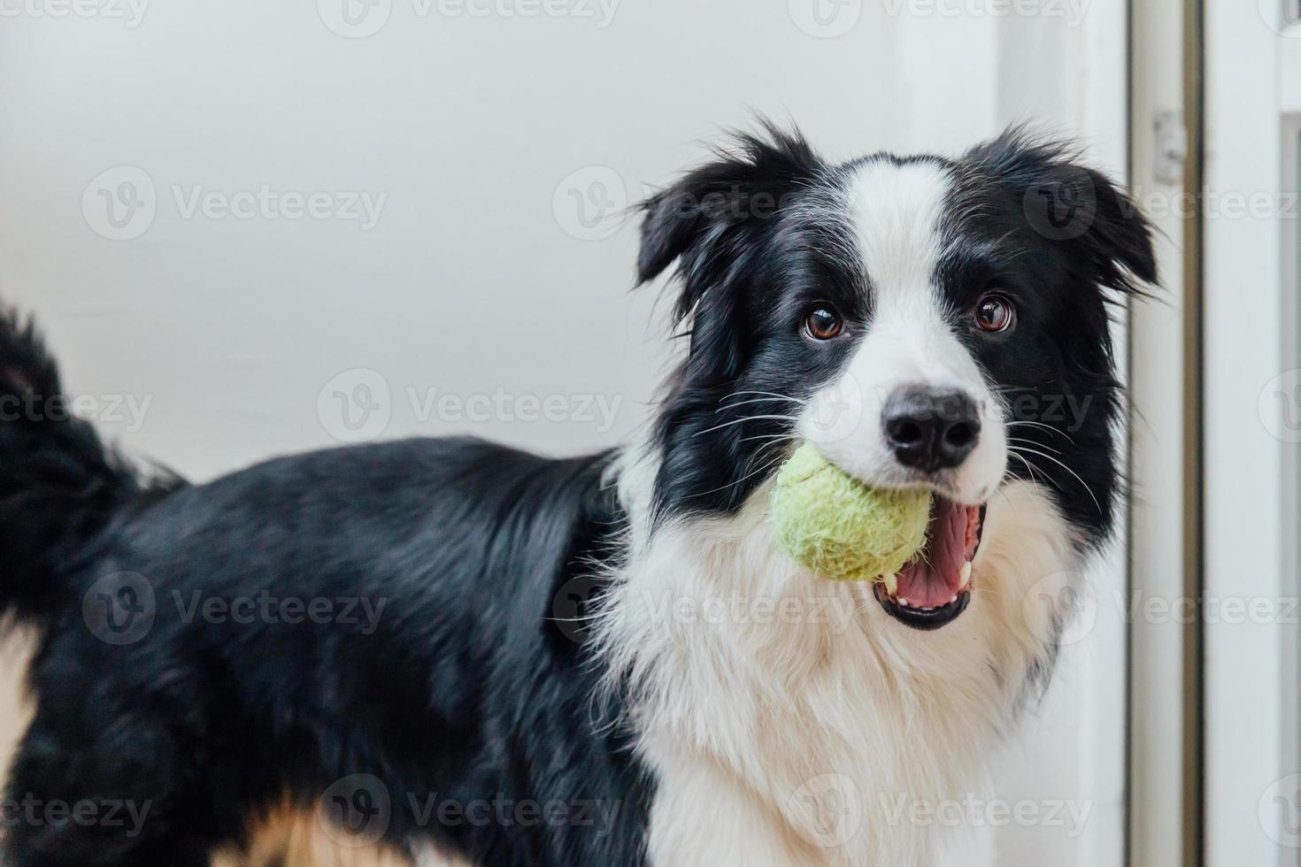 retrato divertido de un lindo cachorro sonriente border collie sosteniendo una pelota de juguete en la boca. nuevo miembro encantador de la familia perrito en casa jugando con el dueño. actividad de mascotas y juegos en el concepto de hogar. foto