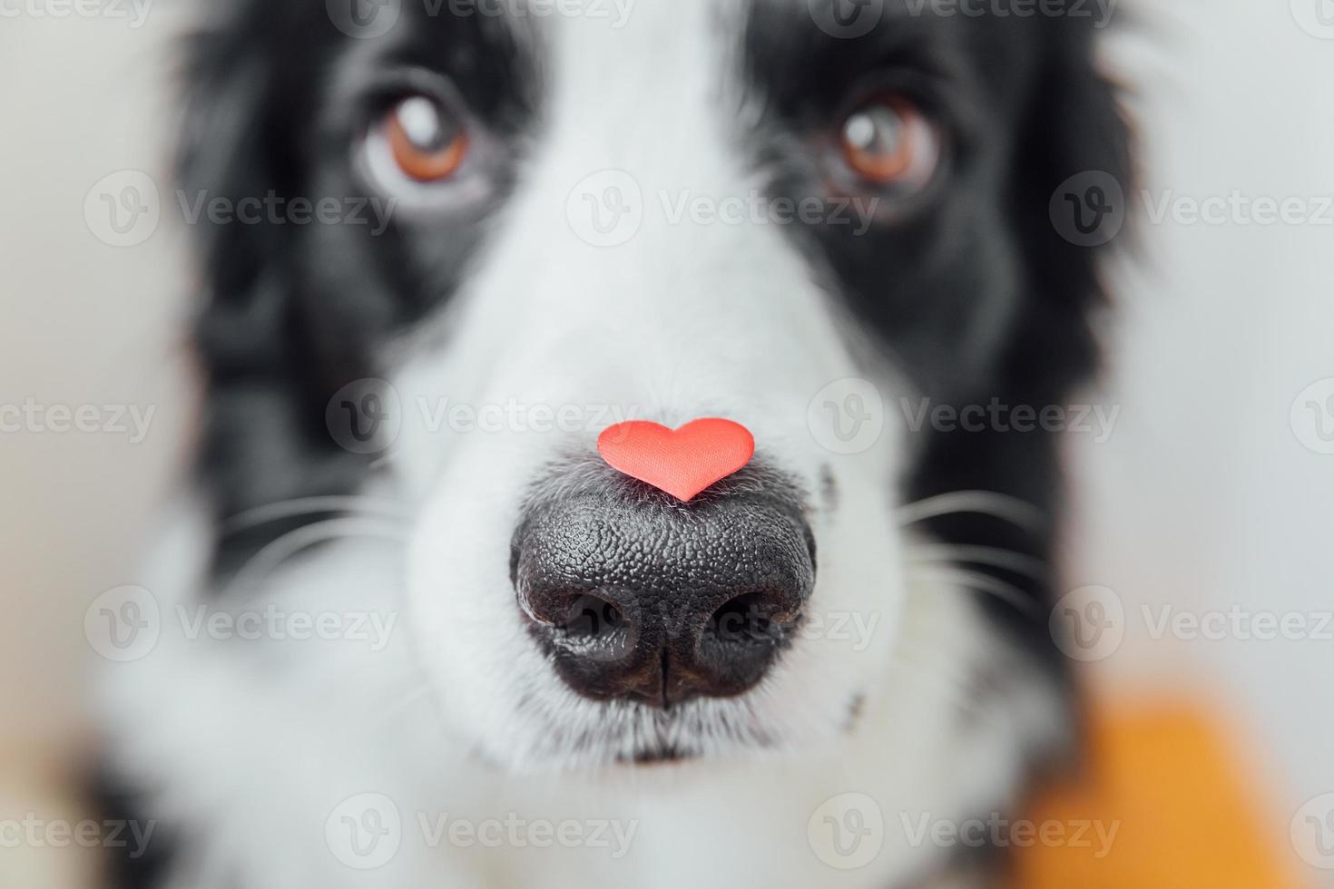 St. Valentine's Day concept. Funny portrait cute puppy dog border collie holding red heart on nose on white background. Lovely dog in love on valentines day gives gift. photo