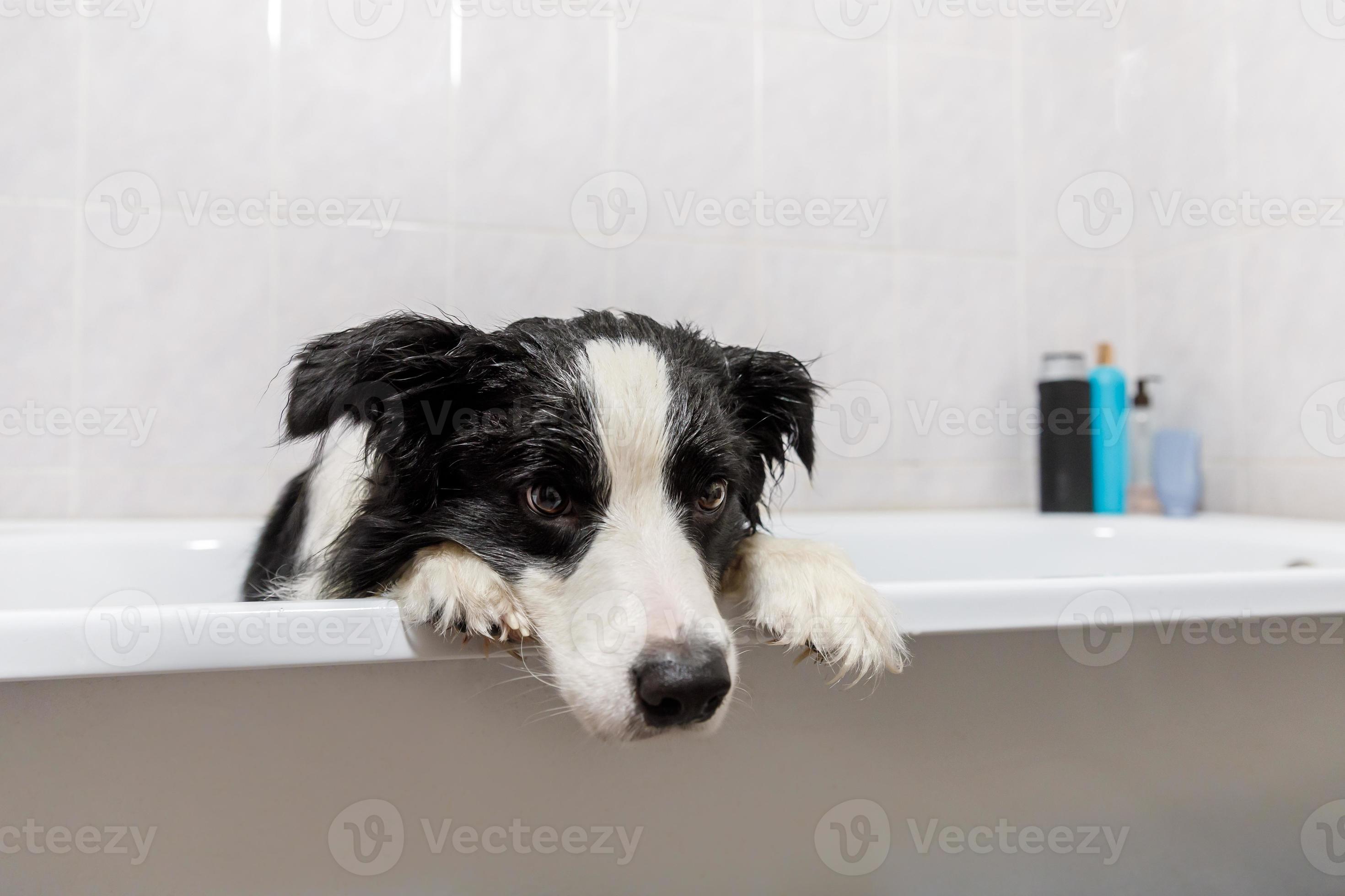 Funny indoor portrait of puppy dog border collie sitting in bath gets