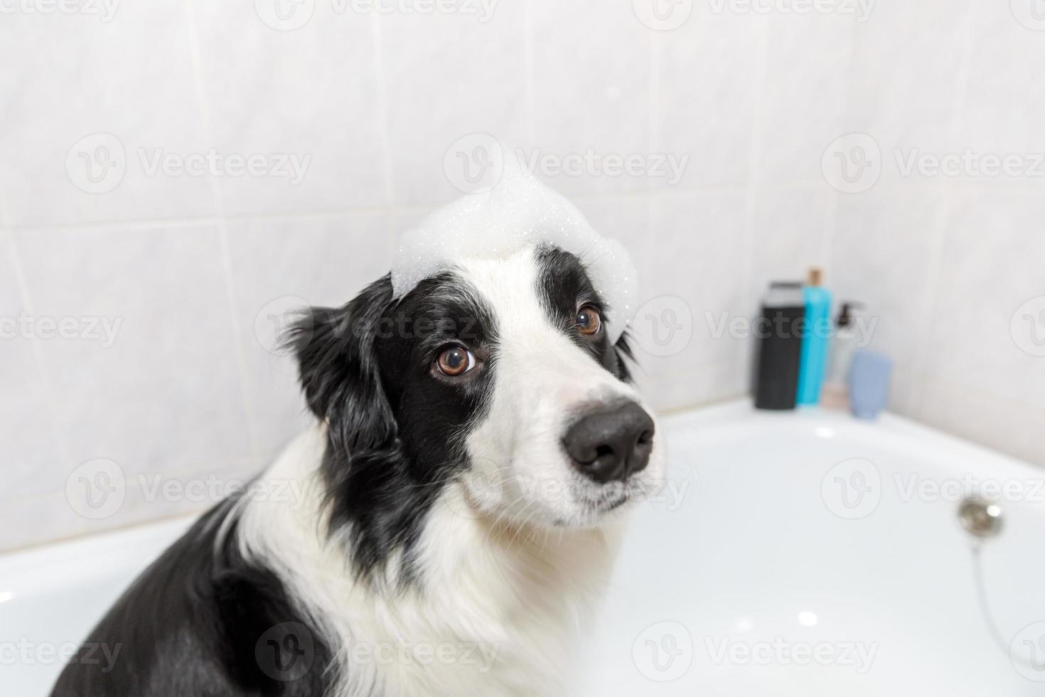 Funny indoor portrait of puppy dog border collie sitting in bath gets bubble bath showering with shampoo. Cute little dog wet in bathtub in grooming salon. Clean dog with funny foam soap on head. photo