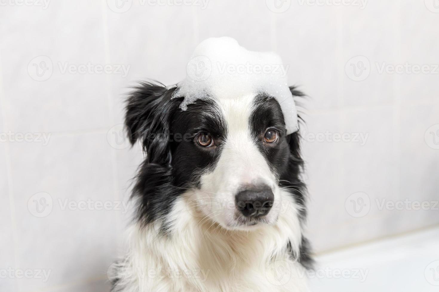 Funny indoor portrait of puppy dog border collie sitting in bath gets bubble bath showering with shampoo. Cute little dog wet in bathtub in grooming salon. Clean dog with funny foam soap on head. photo