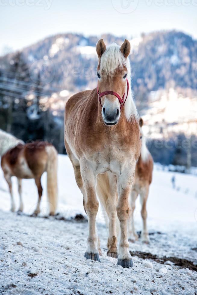 retrato de caballo en la nieve blanca mientras te mira foto