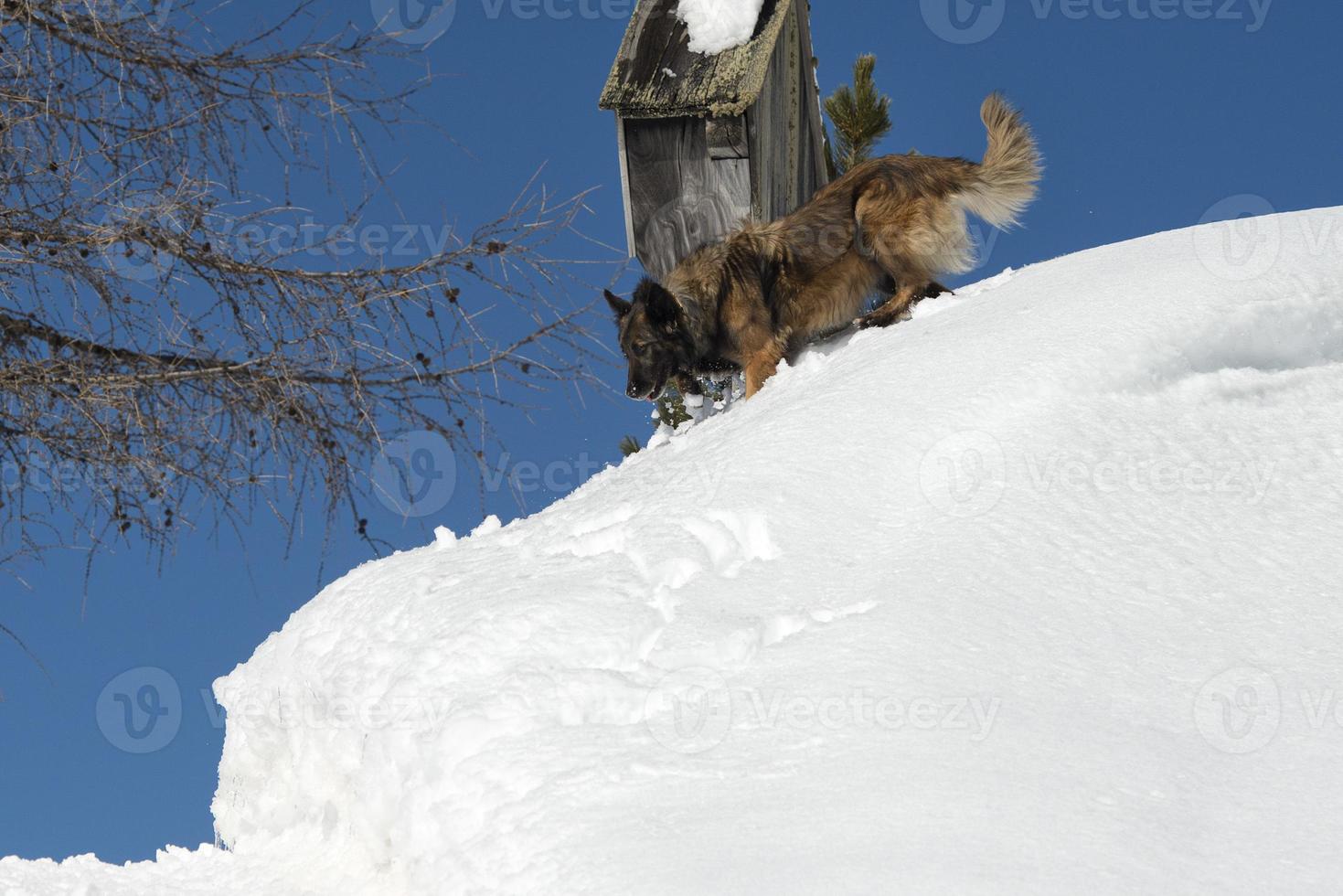 Dog while running on the snow photo