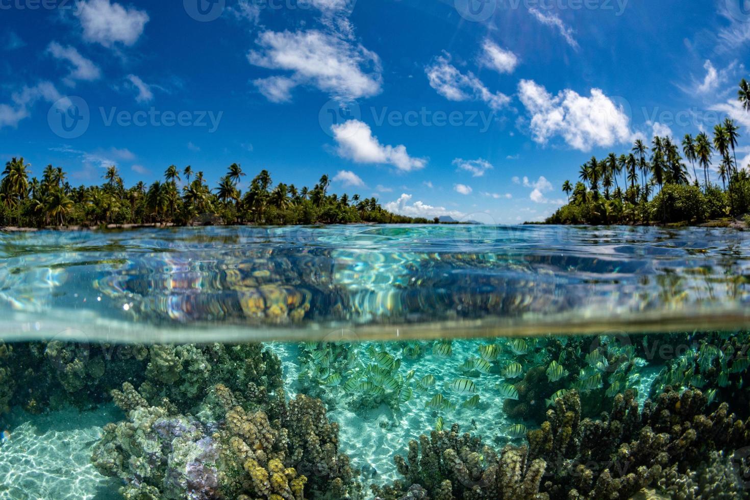 Snorkeling en la polinesia francesa bajo el mundo foto