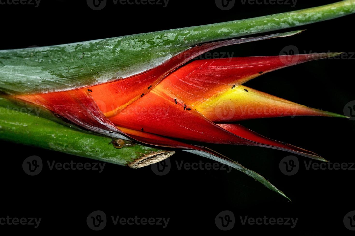 heliconia flower in bali indonesia on black photo