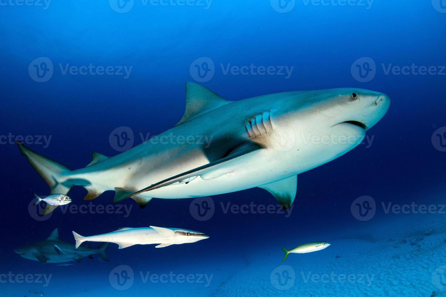 Bull Shark Stock Photos, Images and Backgrounds for Free Download