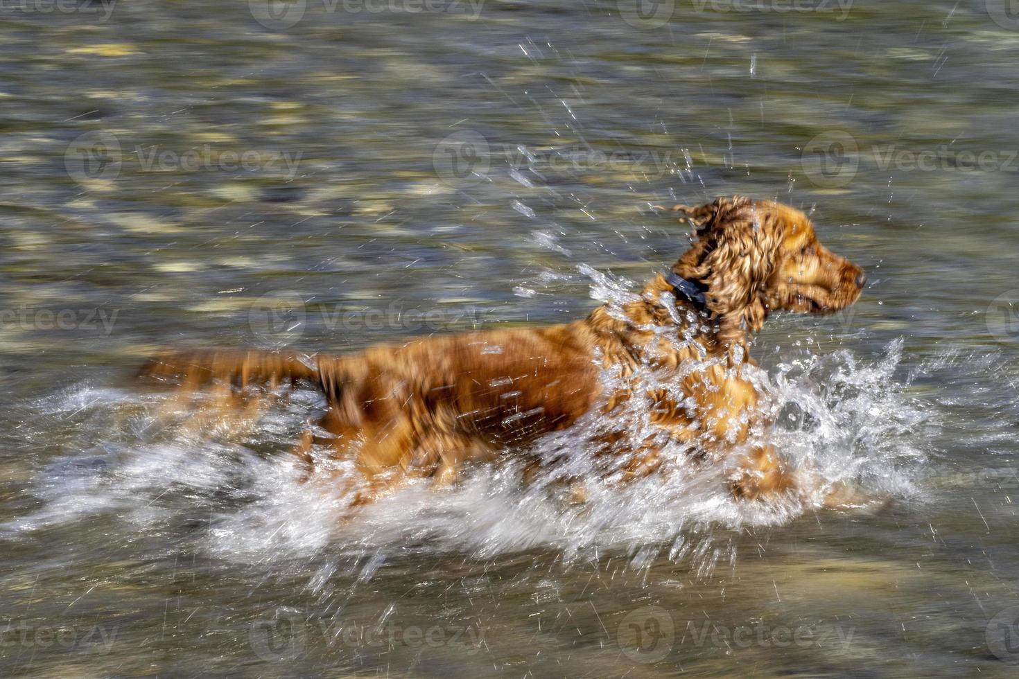 cachorro perro joven cocker spaniel inglés mientras está en el agua foto
