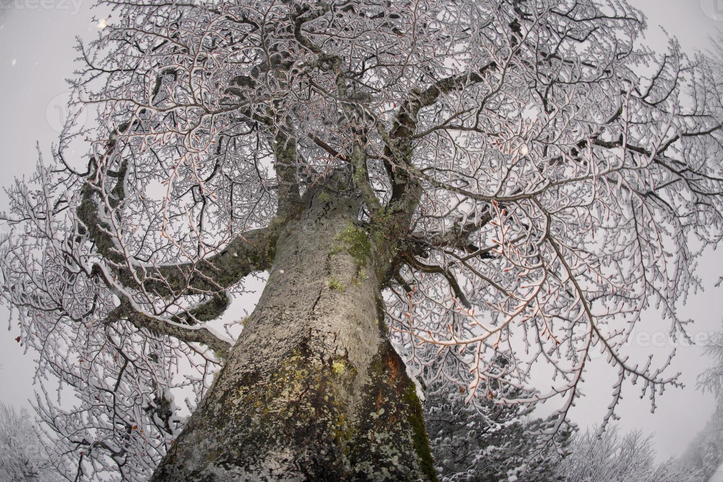 Tree branches covered by snow in winter photo