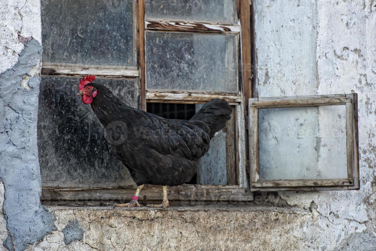 Black Chicken portrait outside the window photo