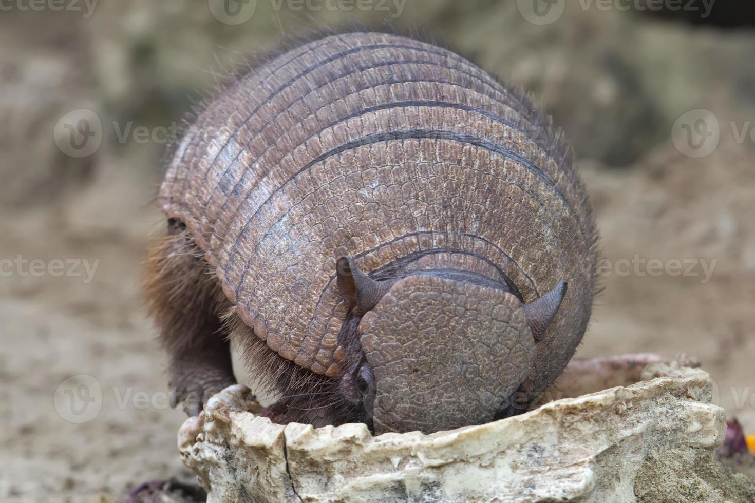 armadillo cavando tierra foto