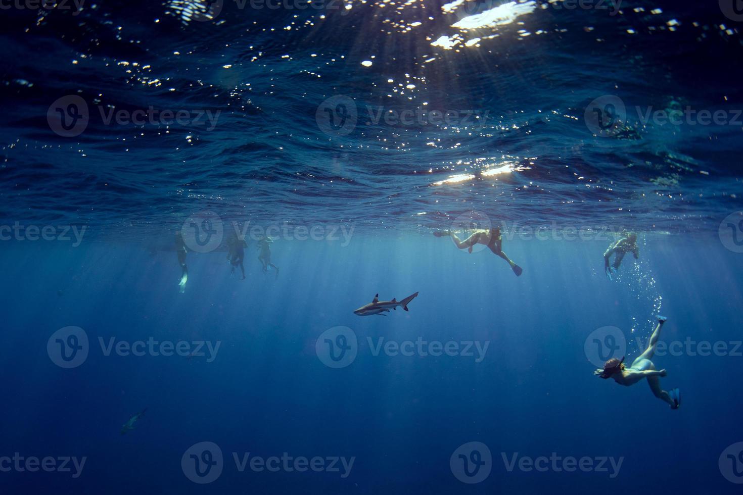 people snorkeling with sharks in blue ocean of polynesia photo