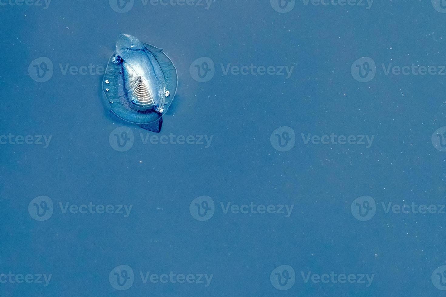 velella jellyfish on deep blue sea back photo