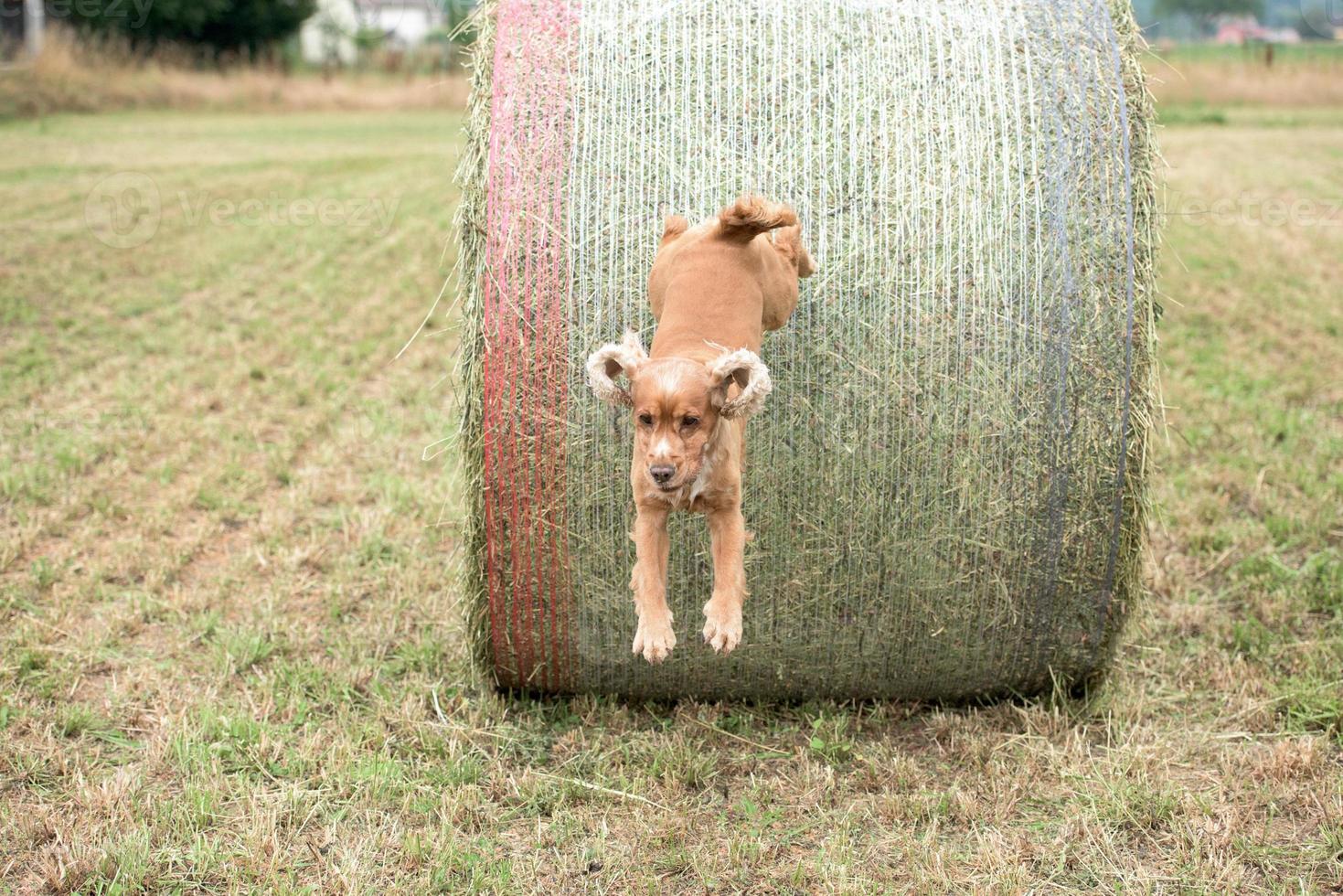 Dog puppy cocker spaniel jumping from wheat ball photo