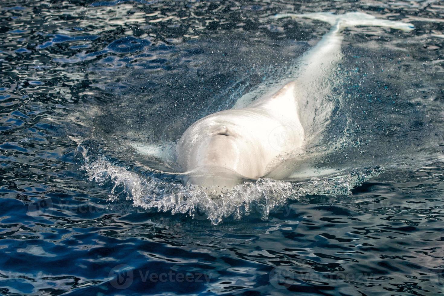 retrato de delfín blanco de ballena beluga foto