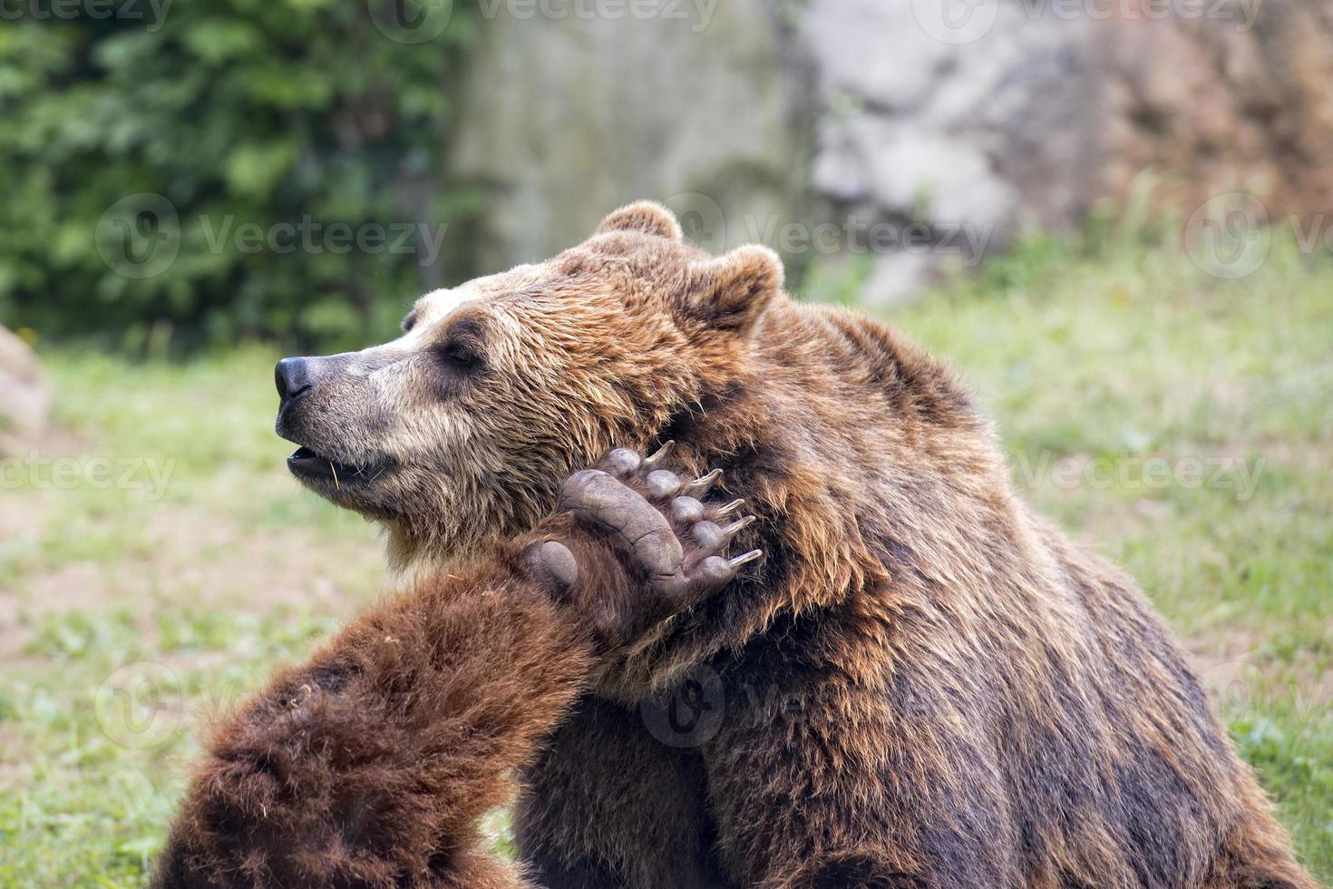 dos osos grizzly marrones mientras luchan foto