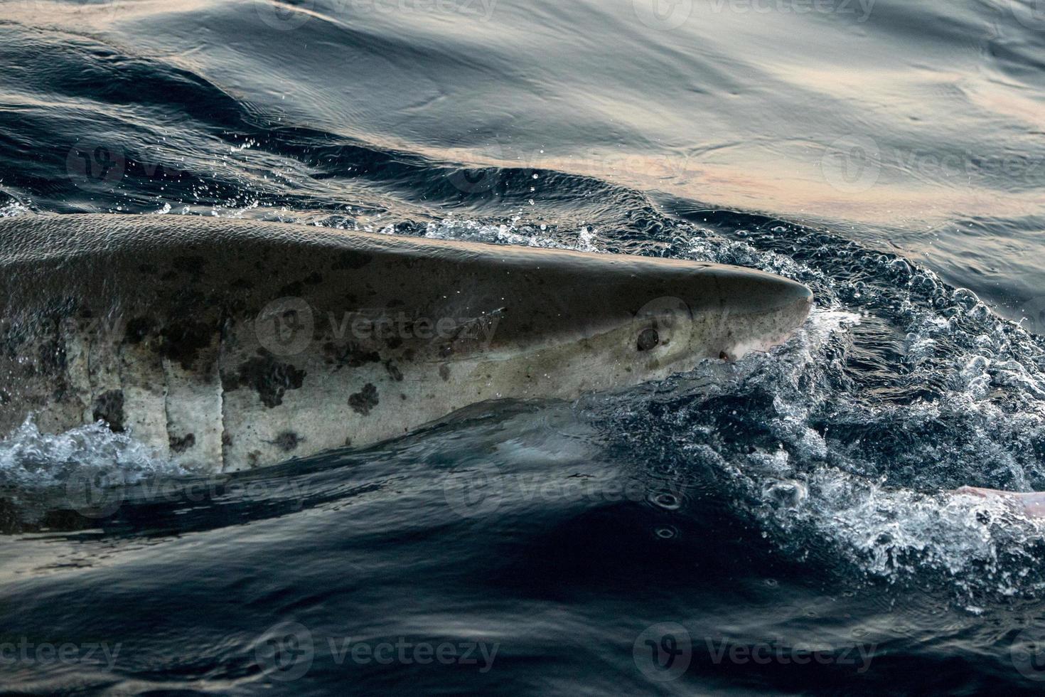 Great White shark ready to attack photo
