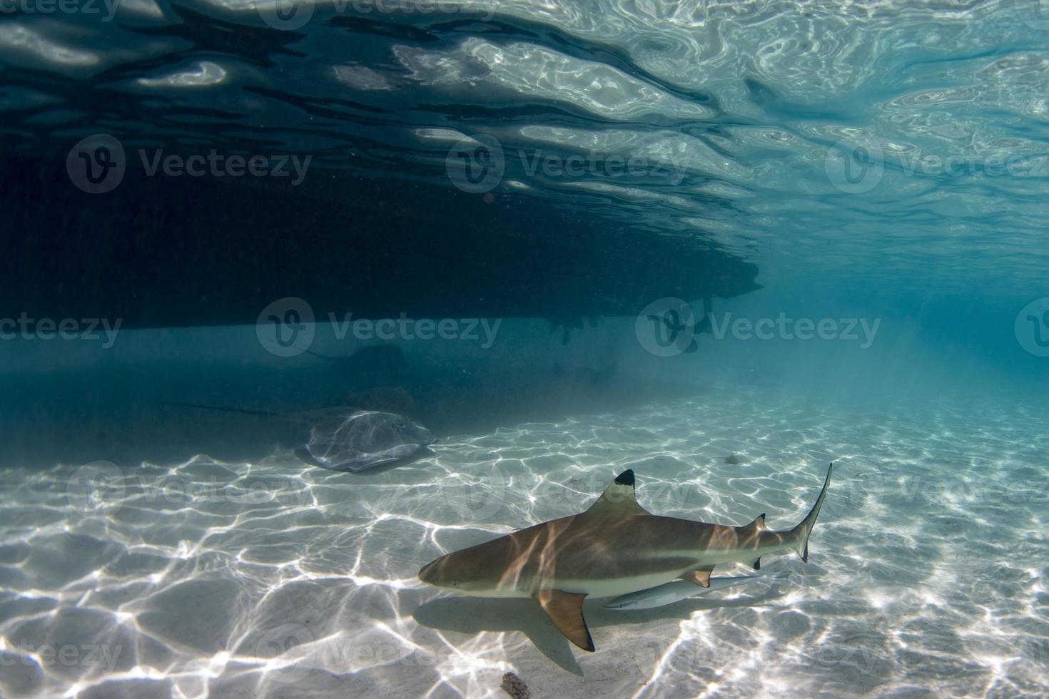 snorkeling with sharks in blue ocean of polynesia under the boat photo