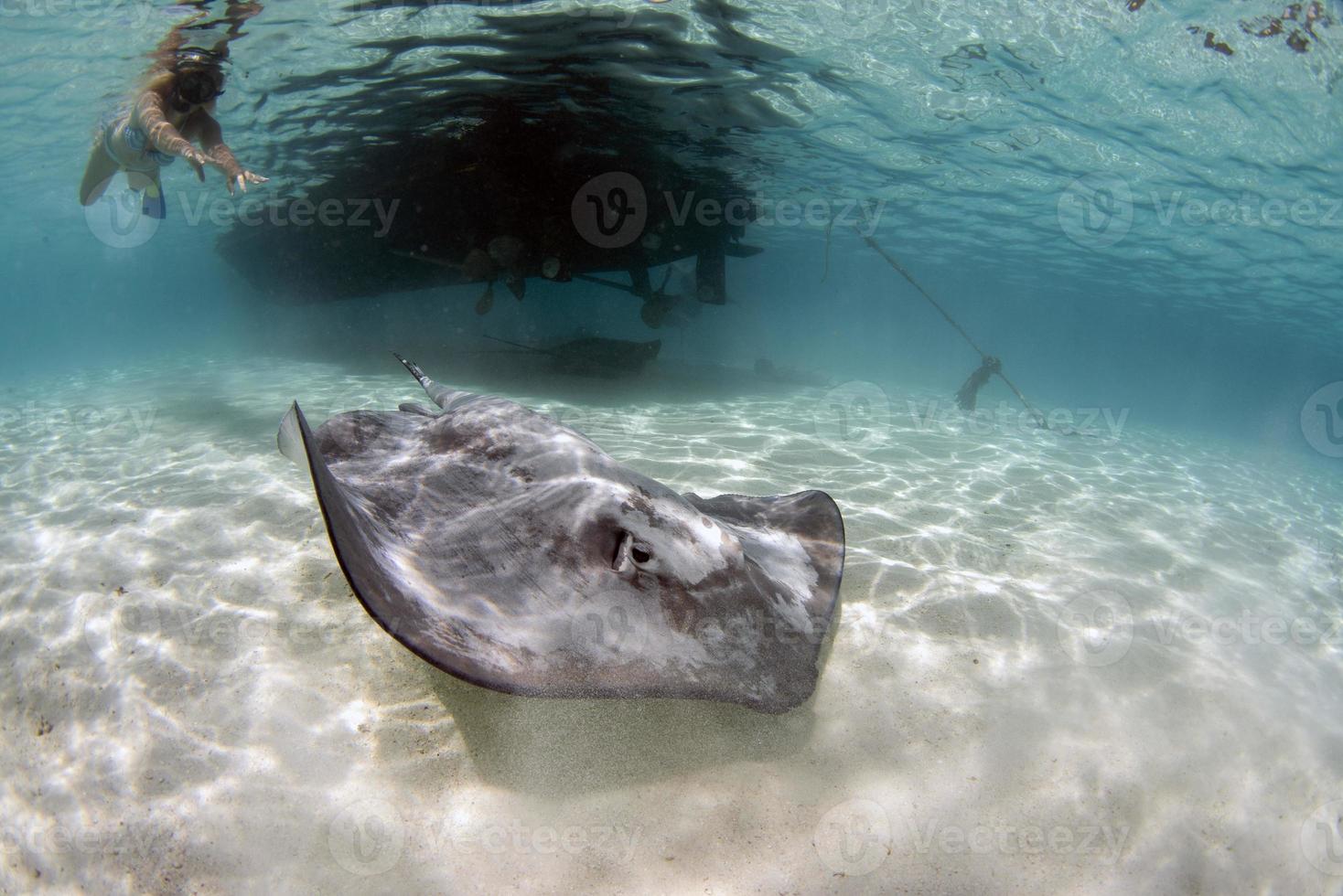 swimming with stingray underwater in french polynesia photo