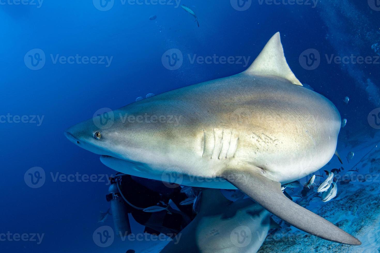 bull shark in the blue ocean background photo