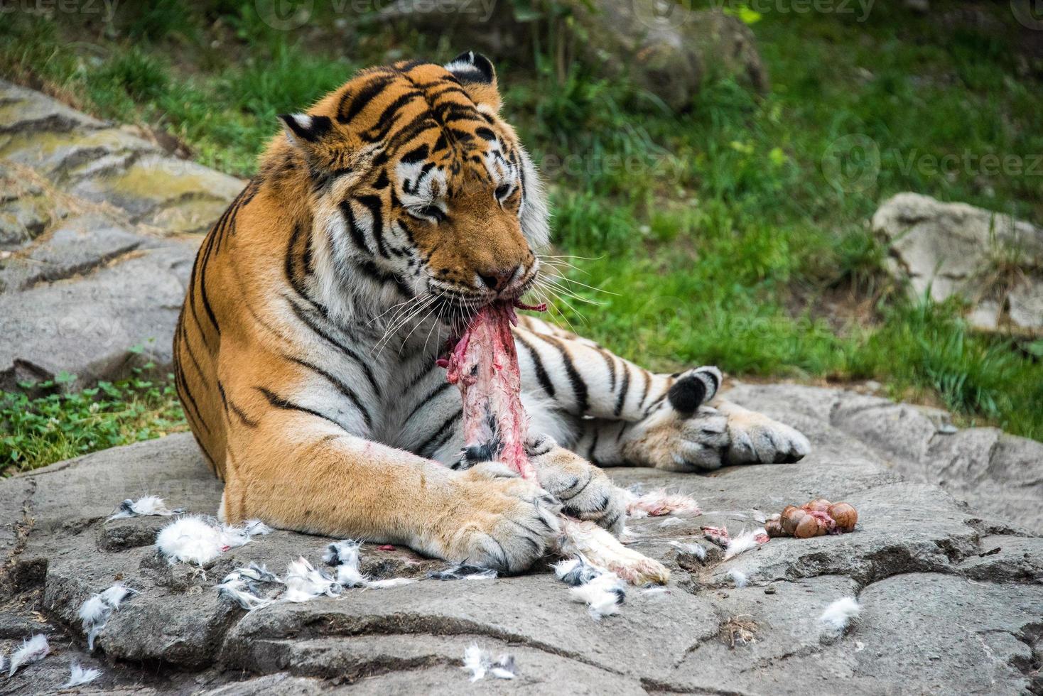 Siberian tiger while eating and looking at you photo