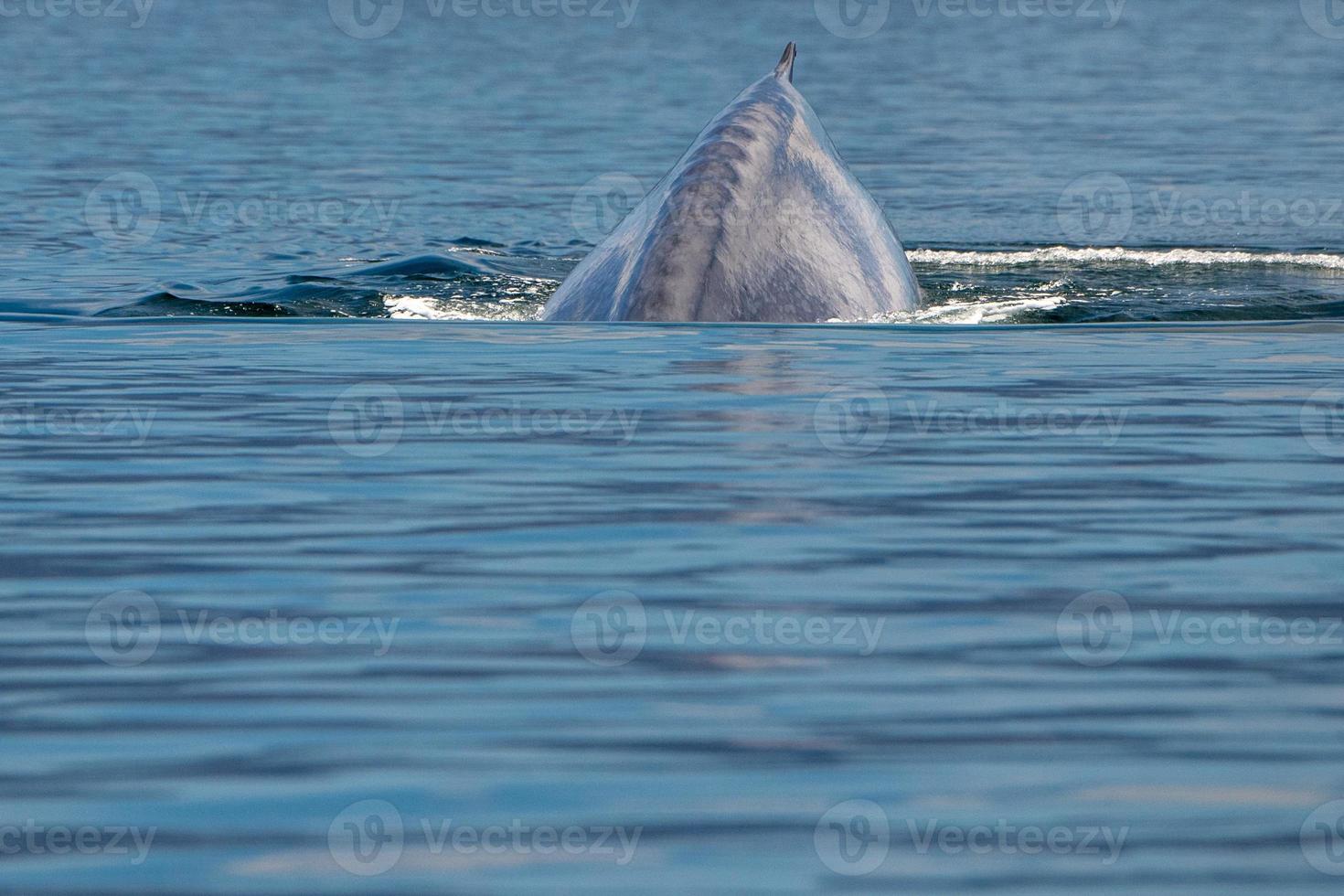 ballena azul el animal mas grande del mundo foto