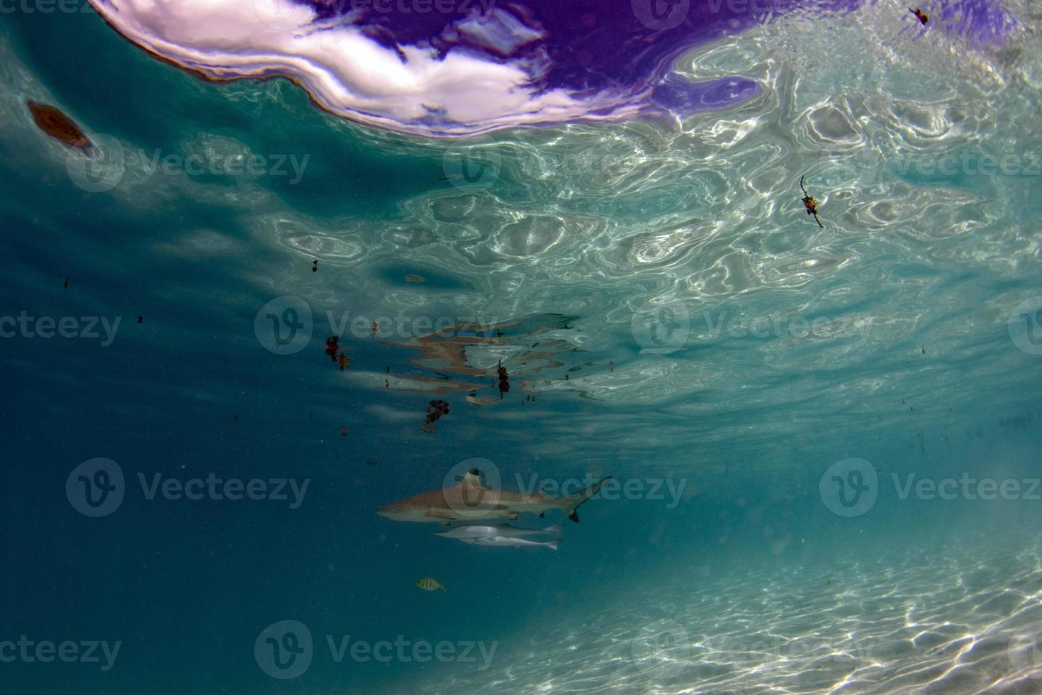 snorkeling with sharks in blue ocean of polynesia under the boat photo