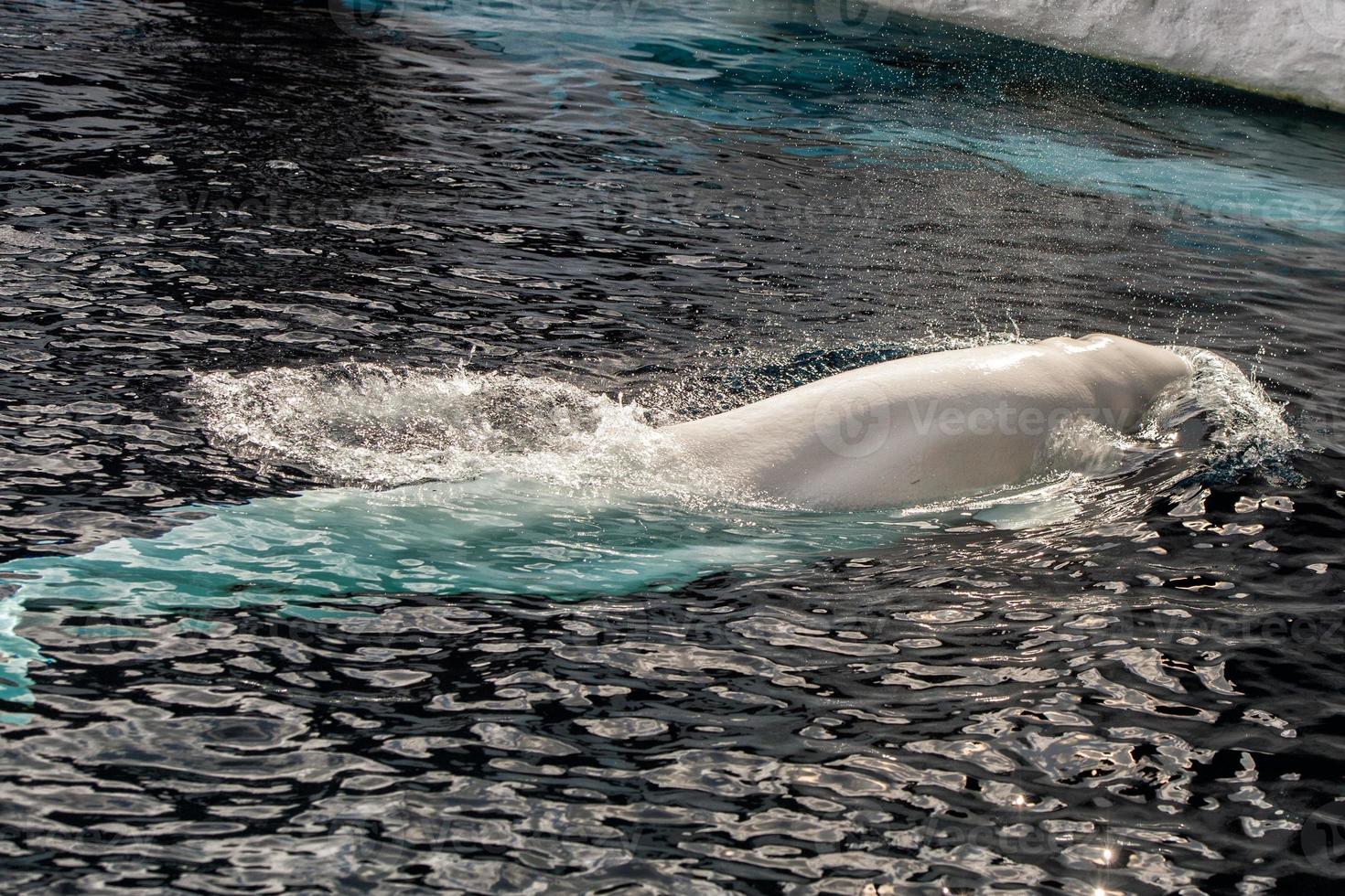 retrato de delfín blanco de ballena beluga foto