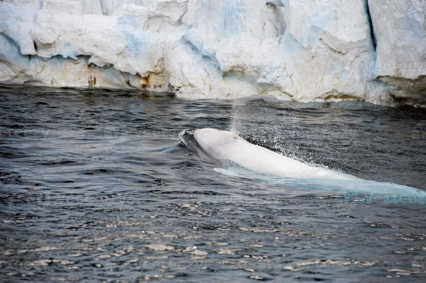 Beluga whale white dolphin portrait photo