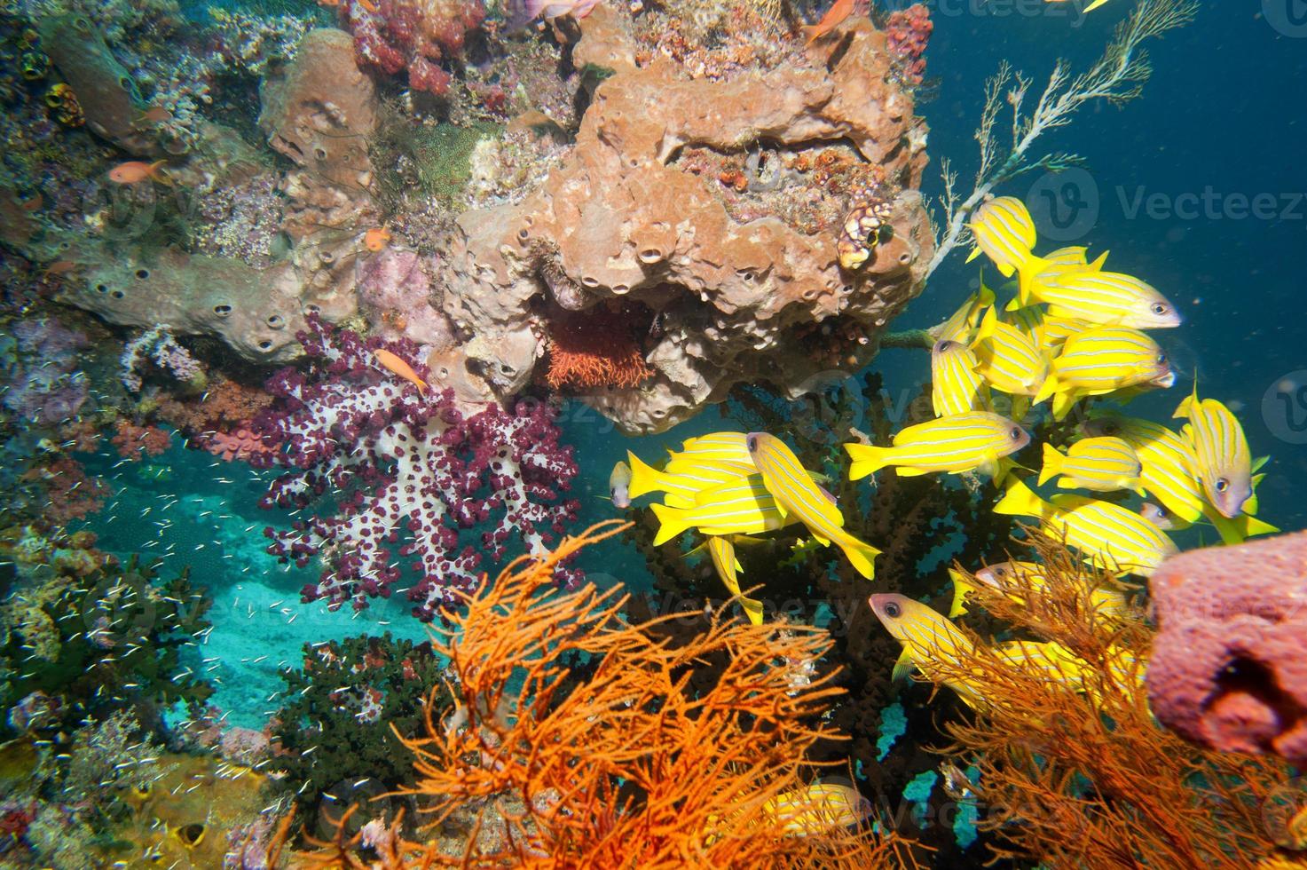 The colorful underwater realms of Raja Ampat, Papua Indonesia photo