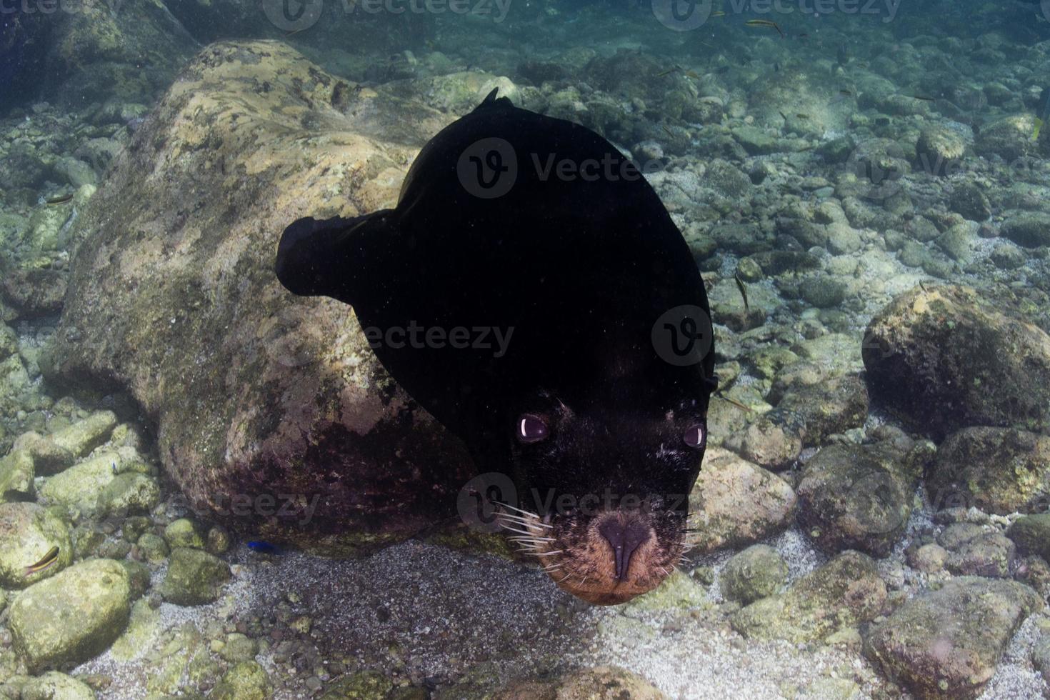 león marino bajo el agua foto