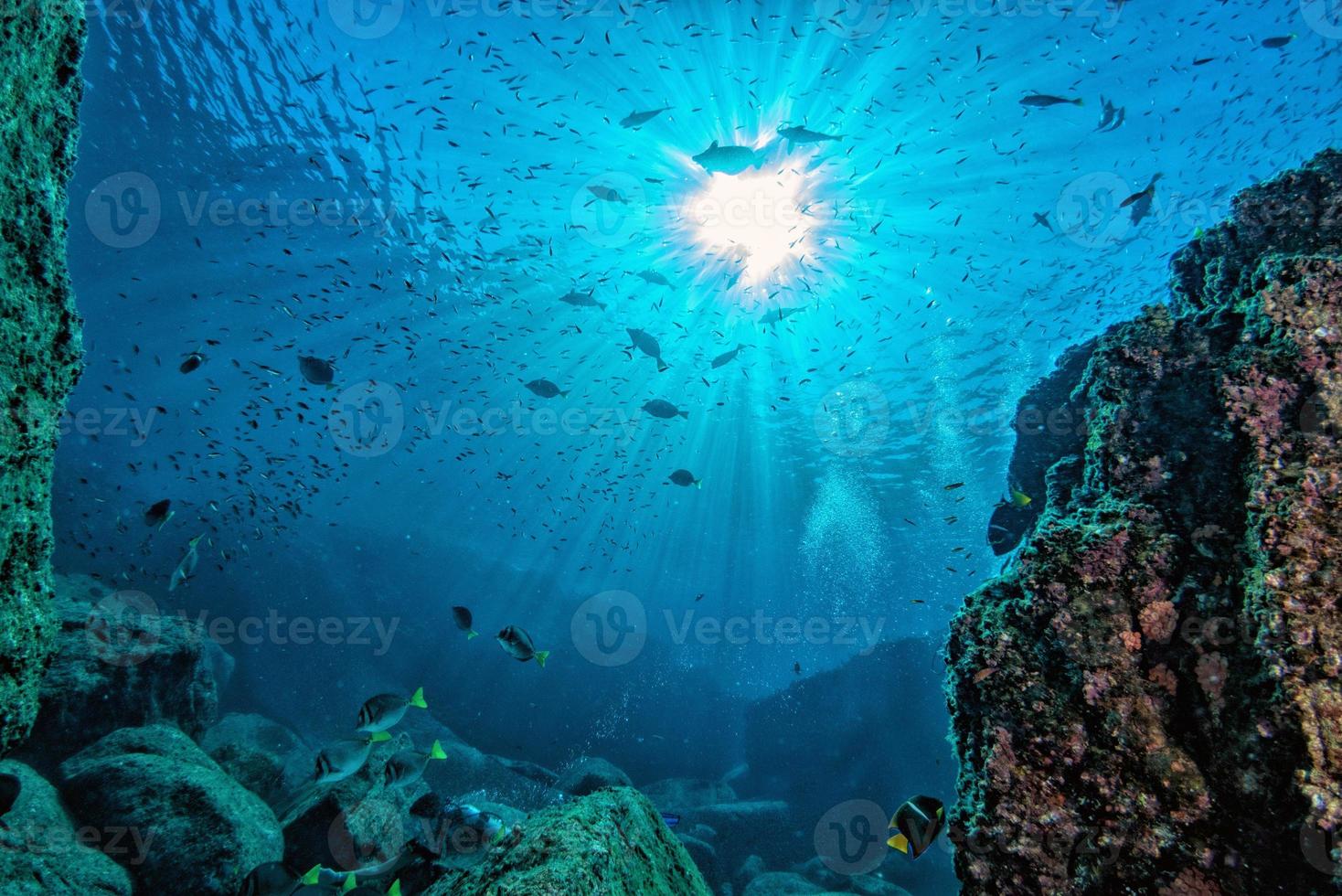 buceo en arrecifes coloridos bajo el agua en el mar de cortez de méxico foto