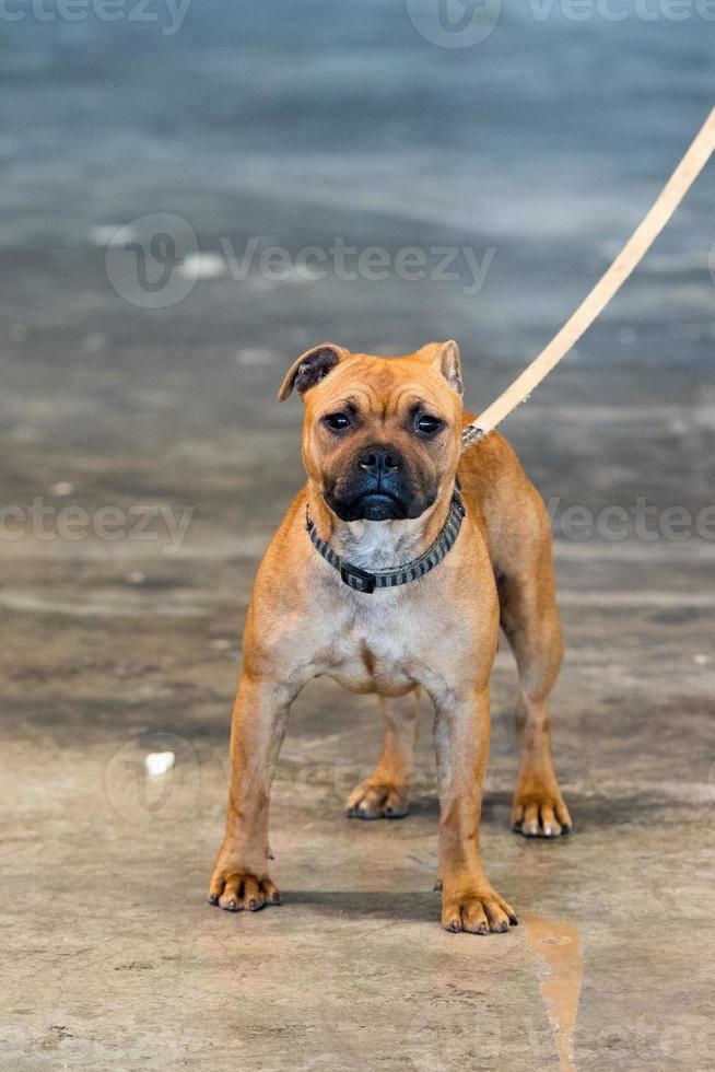 young pitbull puppy dog at show photo